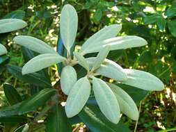 Imagem de Rhododendron degronianum Carr.