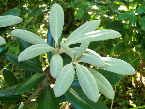 Image of Rhododendron degronianum Carr.