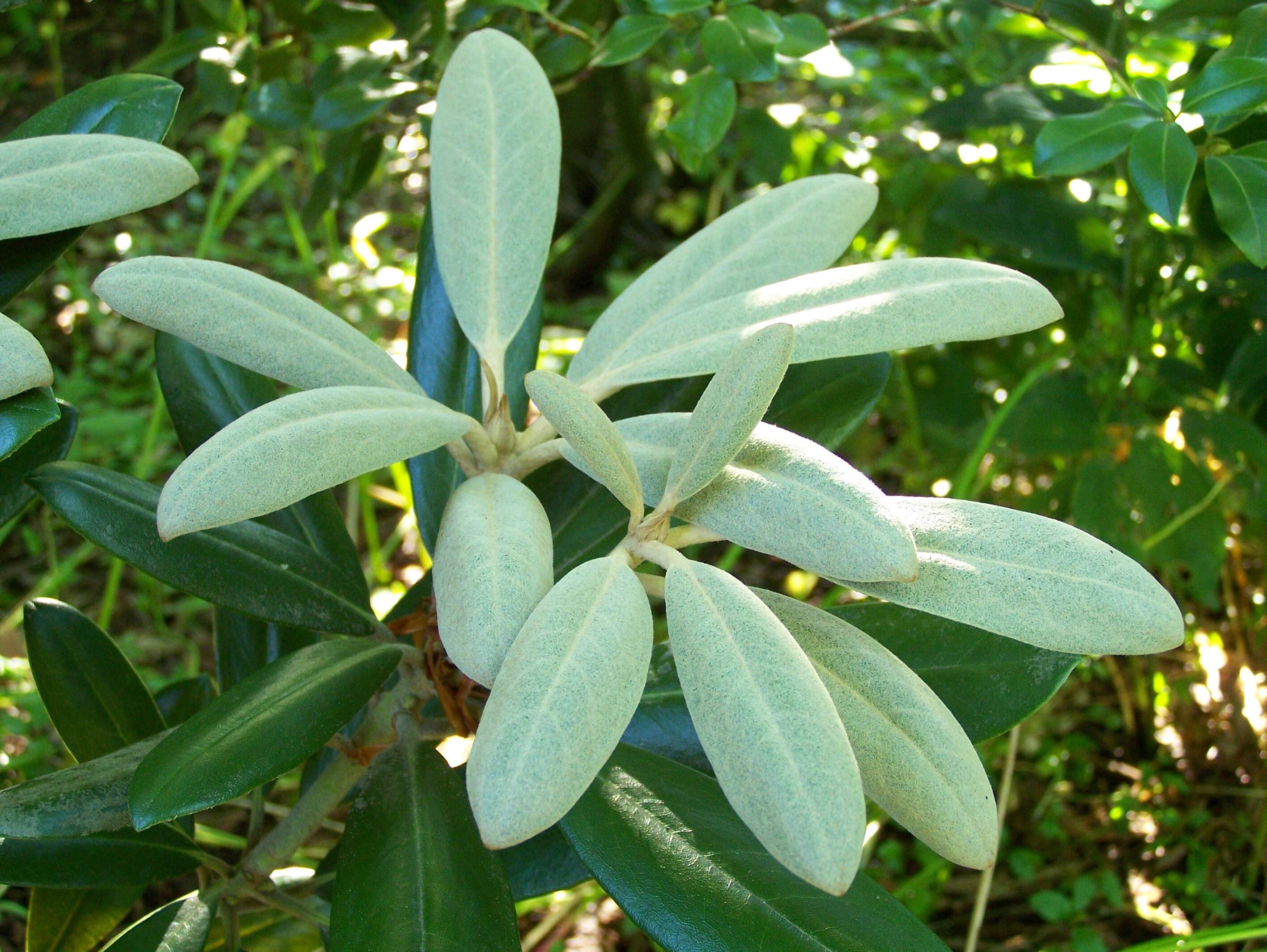 Imagem de Rhododendron degronianum Carr.