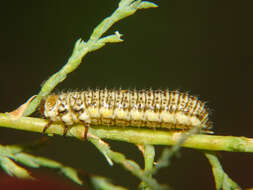 Image of Tamarisk leaf beetle