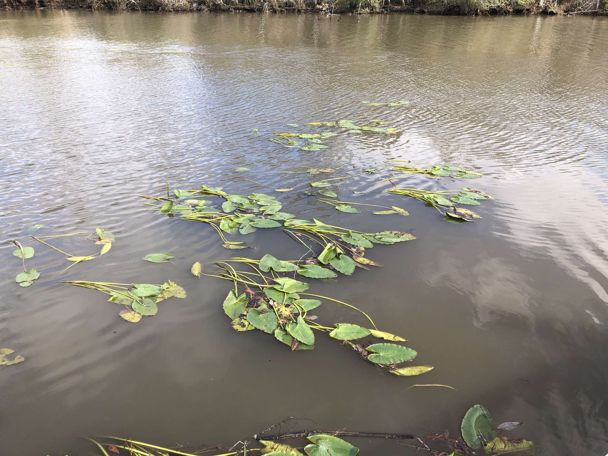 Image of yellow pond-lily