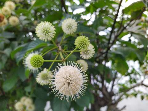 Image of Cephalanthus tetrandra (Roxb.) Ridsdale & Bakh. fil.