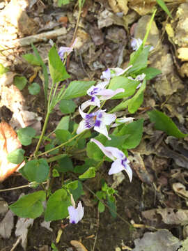 Imagem de Viola rostrata Pursh