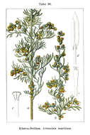 Sivun Artemisia maritima kuva