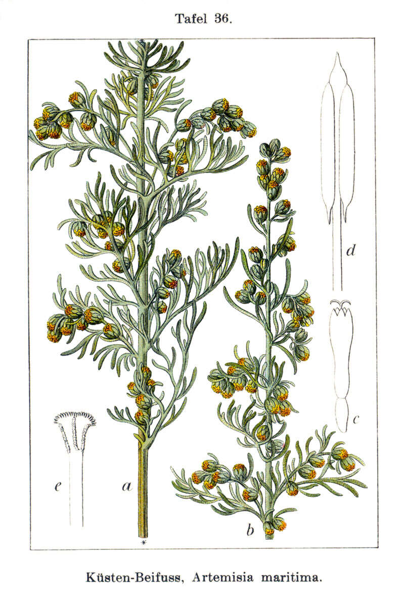 Sivun Artemisia maritima kuva