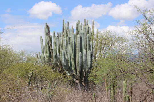 Image of Pachycereus weberi (J. M. Coult.) Backeb.