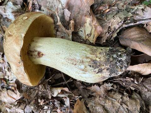 Image of Iodine bolete