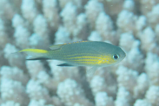 Sivun Chromis vanderbilti (Fowler 1941) kuva