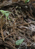 Tipularia japonica Matsum. resmi