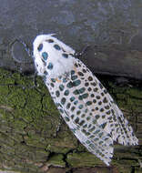 Image of leopard moth