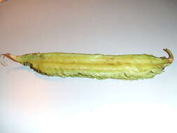 Image of winged bean