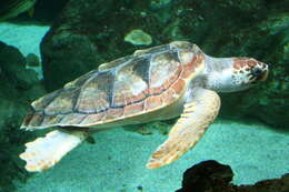 Image of Caretta