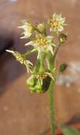 Image of Drosera adelae F. Muell.