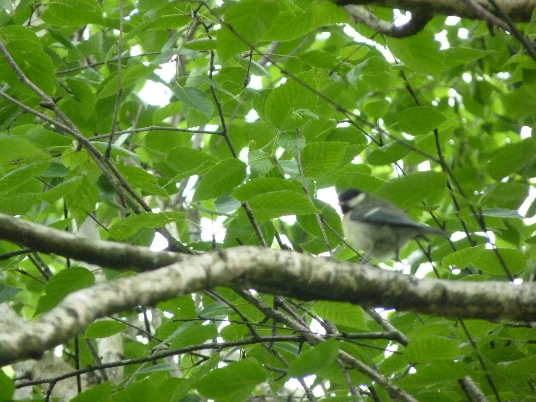 صورة Parus major newtoni Pražák 1894