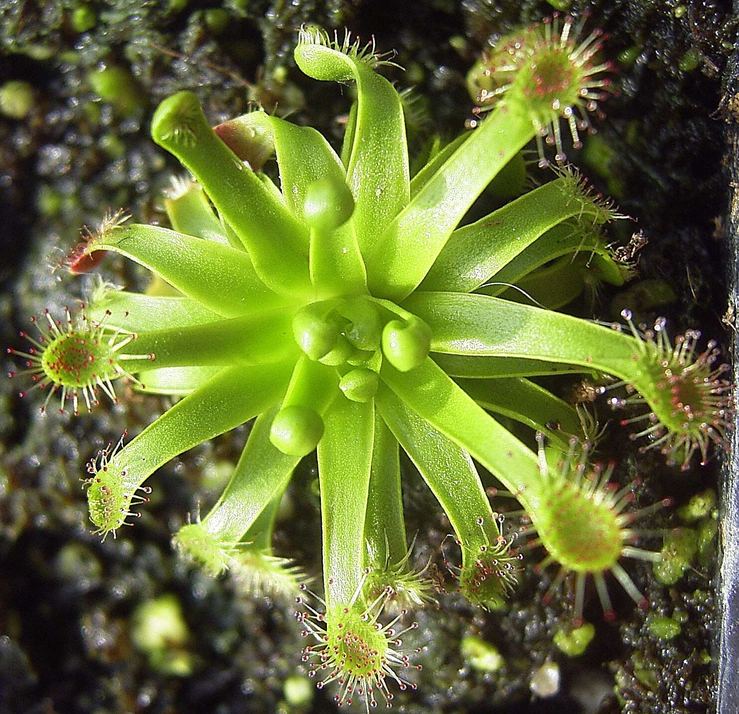 Image of New Zealand sundew