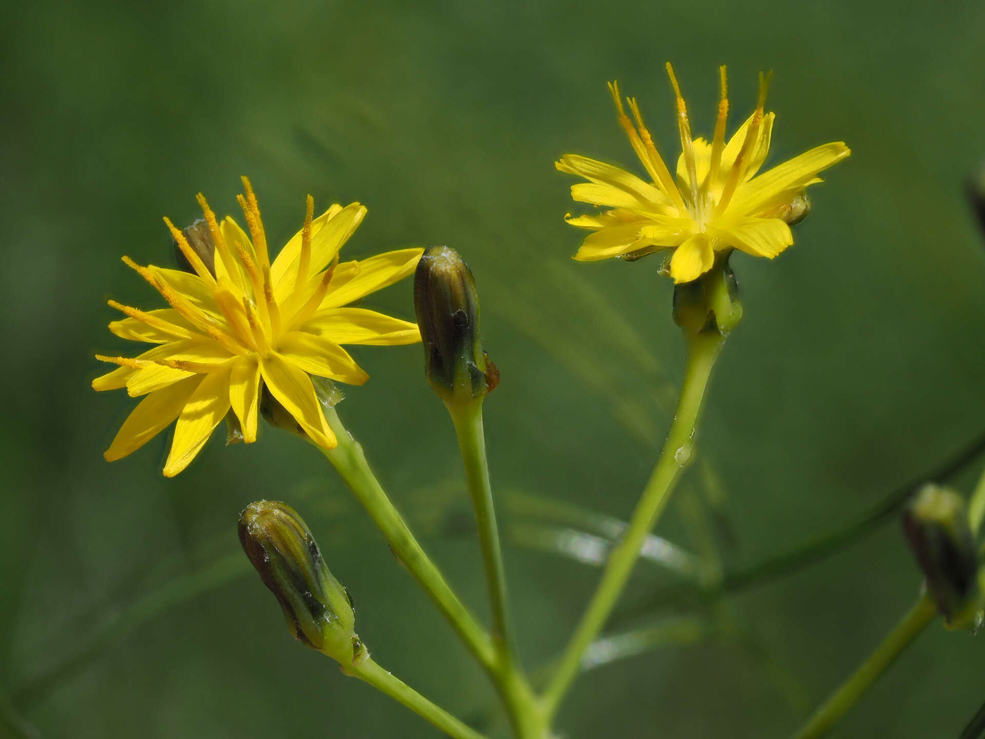 Image of Sonchus leptocephalus Cass.