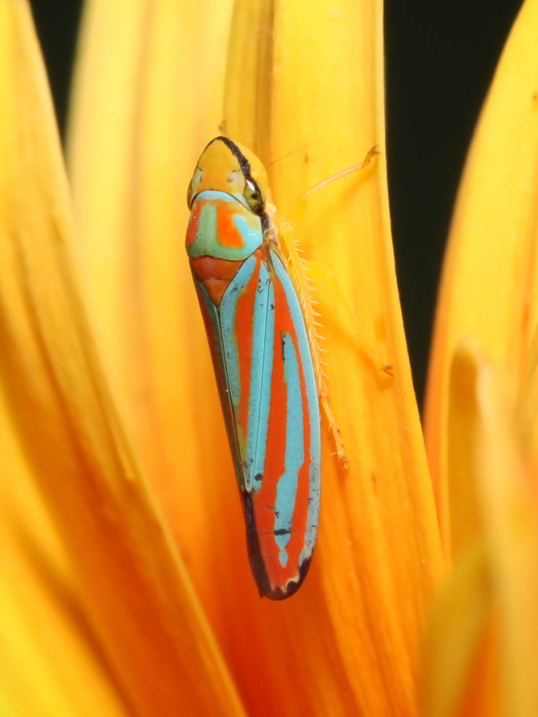 Graphocephala coccinea (Forster & J. R. 1771)的圖片