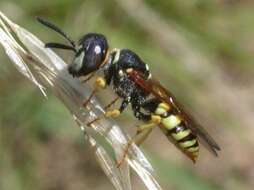 Imagem de Philanthus triangulum (Fabricius 1775)