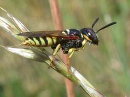 Image of European beewolf