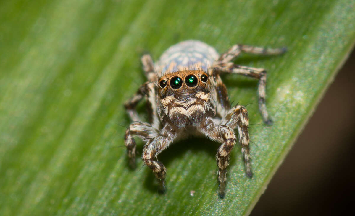 Image of Maratus nimbus Otto & Hill 2017