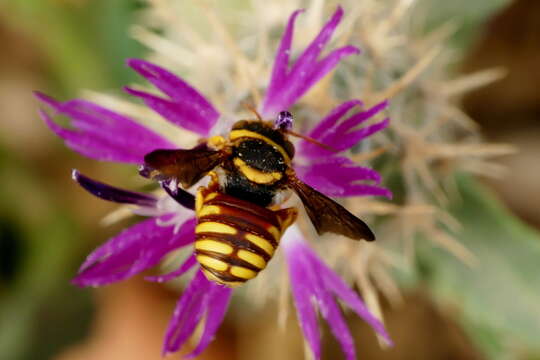 Image of Rhodanthidium infuscatum (Erichson 1835)