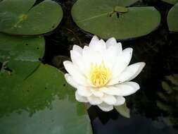 Image of American white waterlily