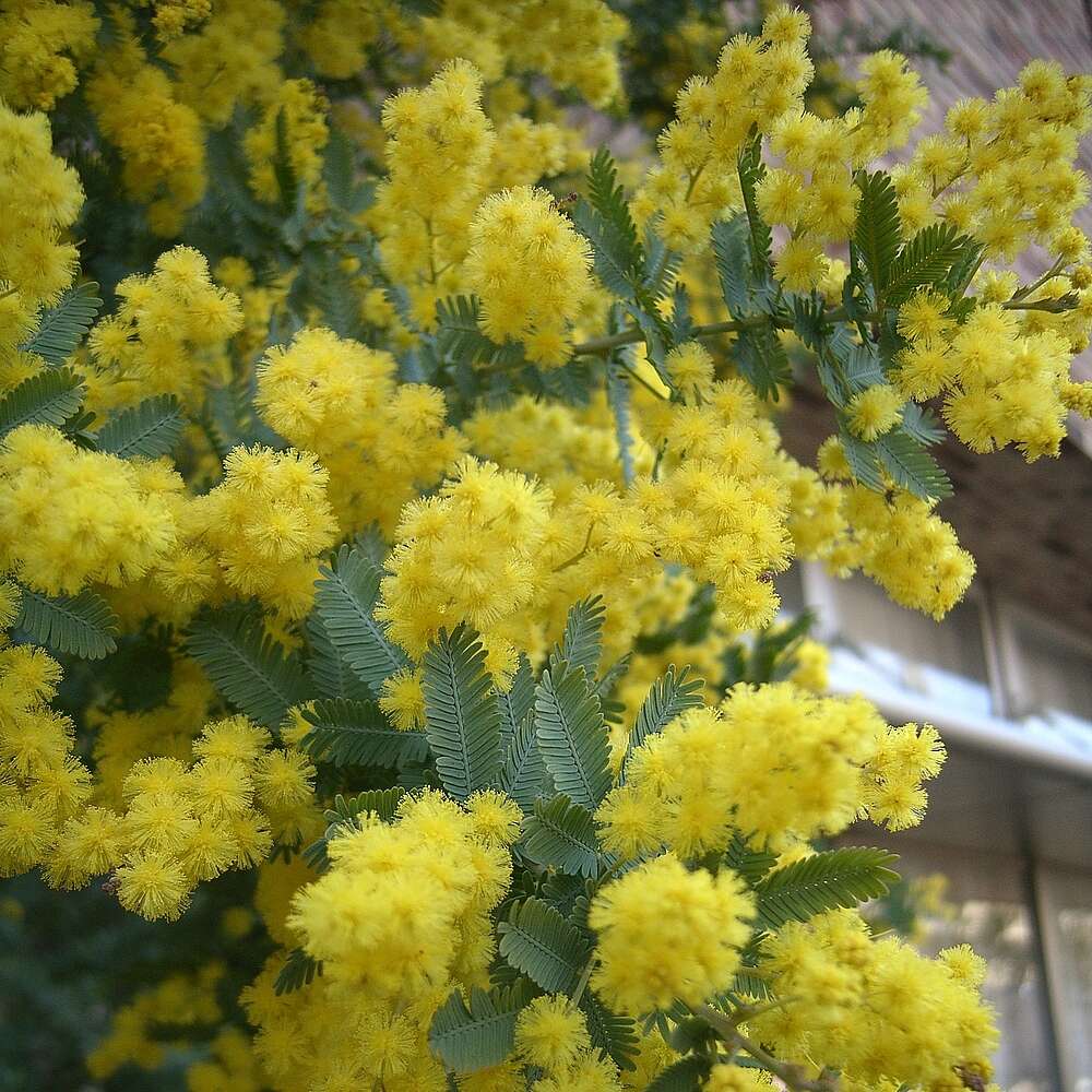 Image of cootamundra wattle