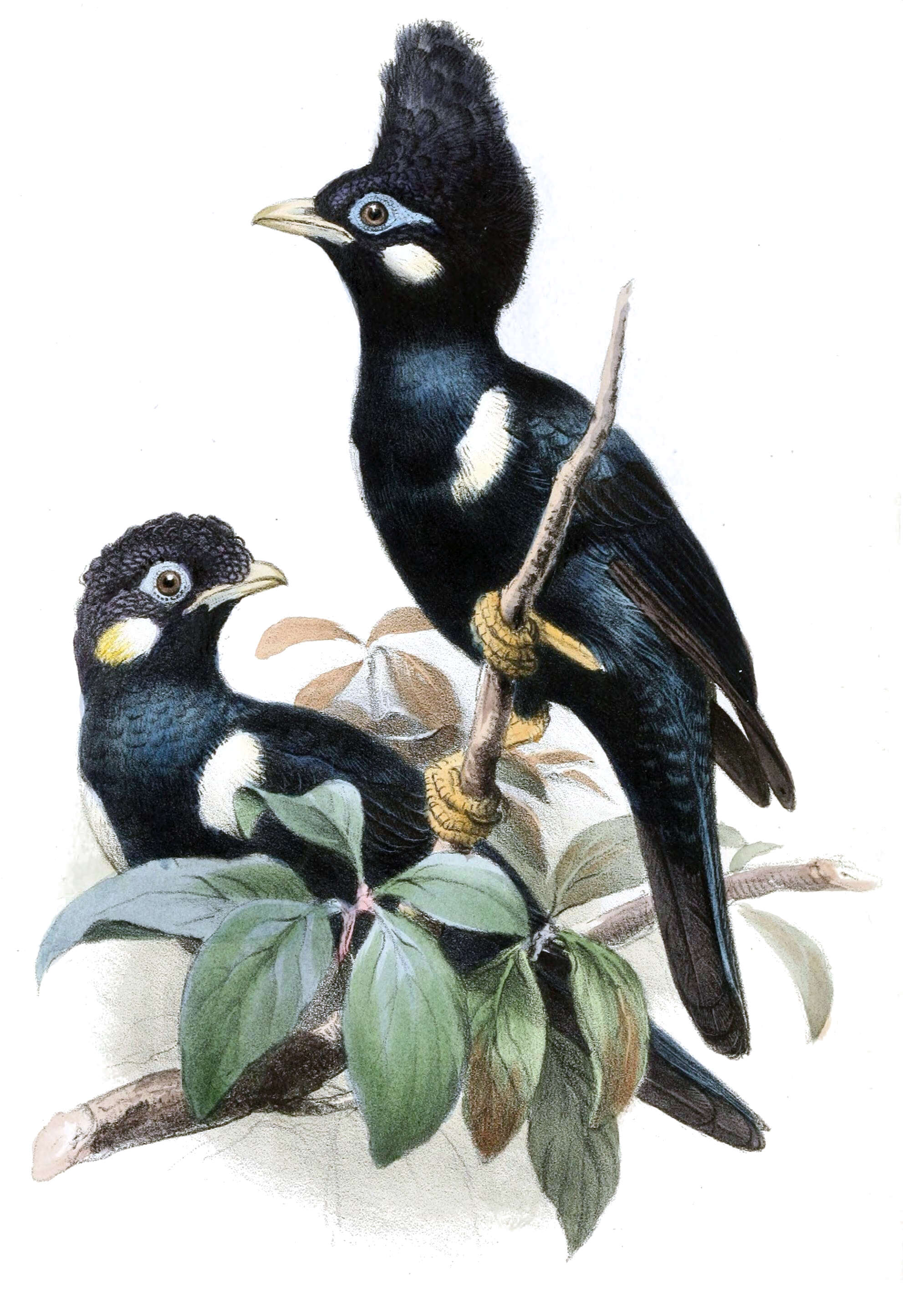 Image of Long-crested Myna