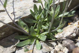 Image of grayleaf draba