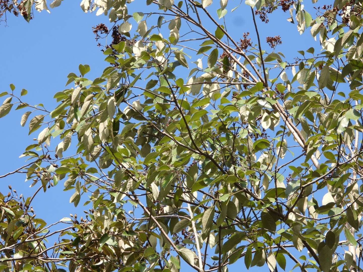 Image of Cordia trichotoma (Vell.) Arrab. ex Steud.