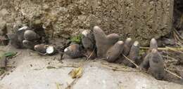 Image of dead man's fingers