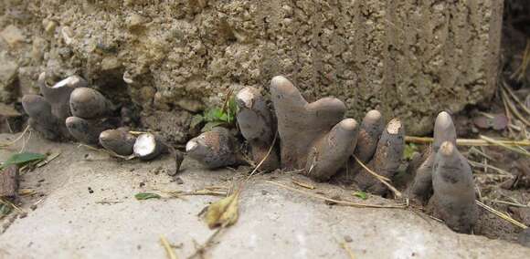 Imagem de Xylaria polymorpha (Pers.) Grev. 1824