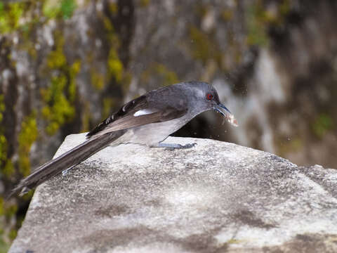 Image of Long-tailed Sibia