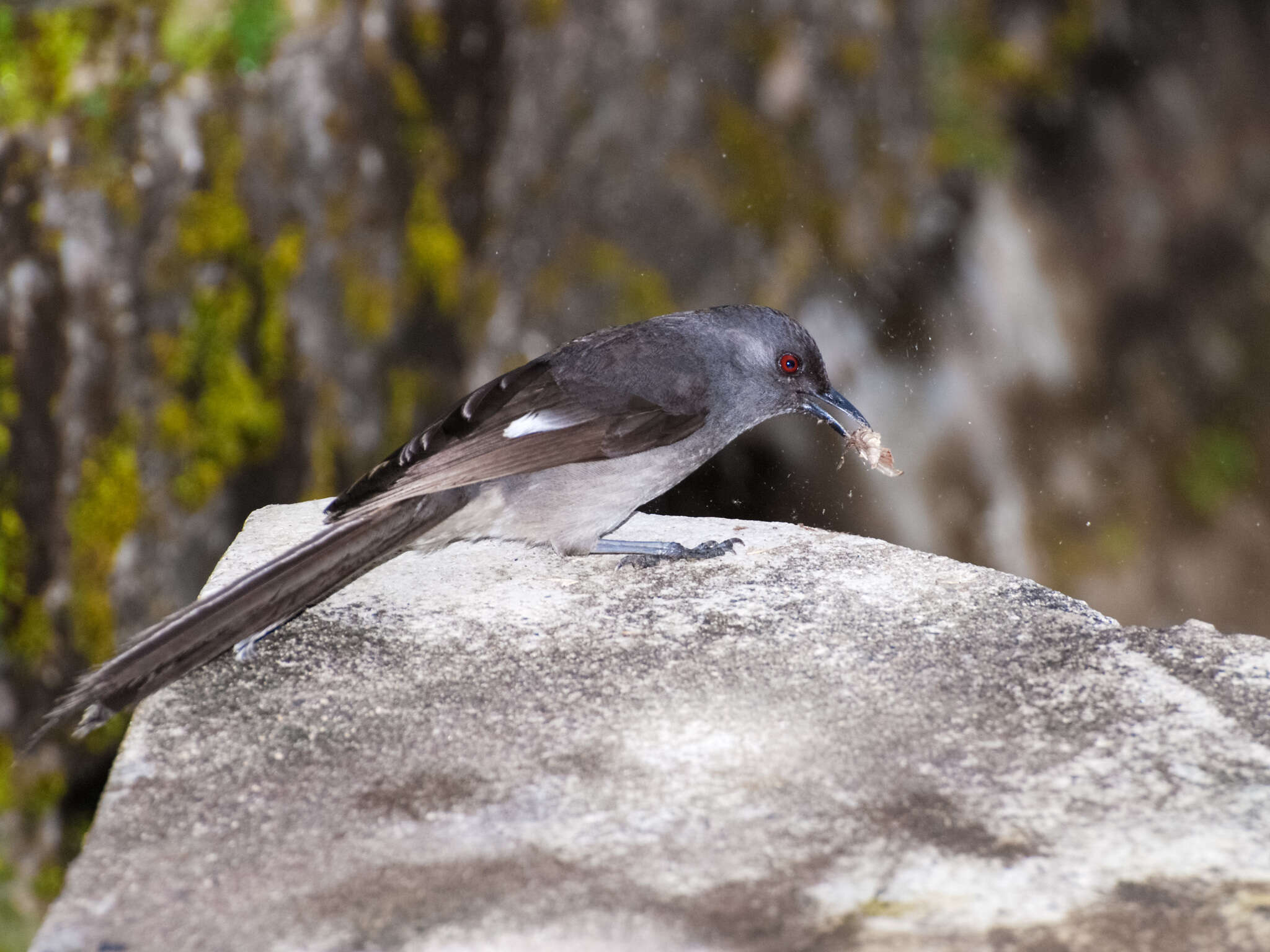 Image of Long-tailed Sibia