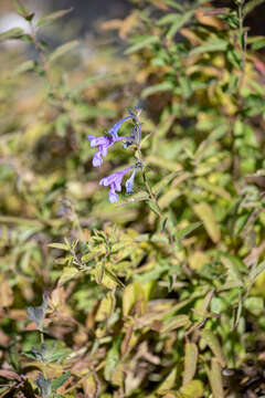 Image of Nepeta sibirica L.