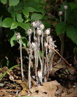 Image of Indian Pipe