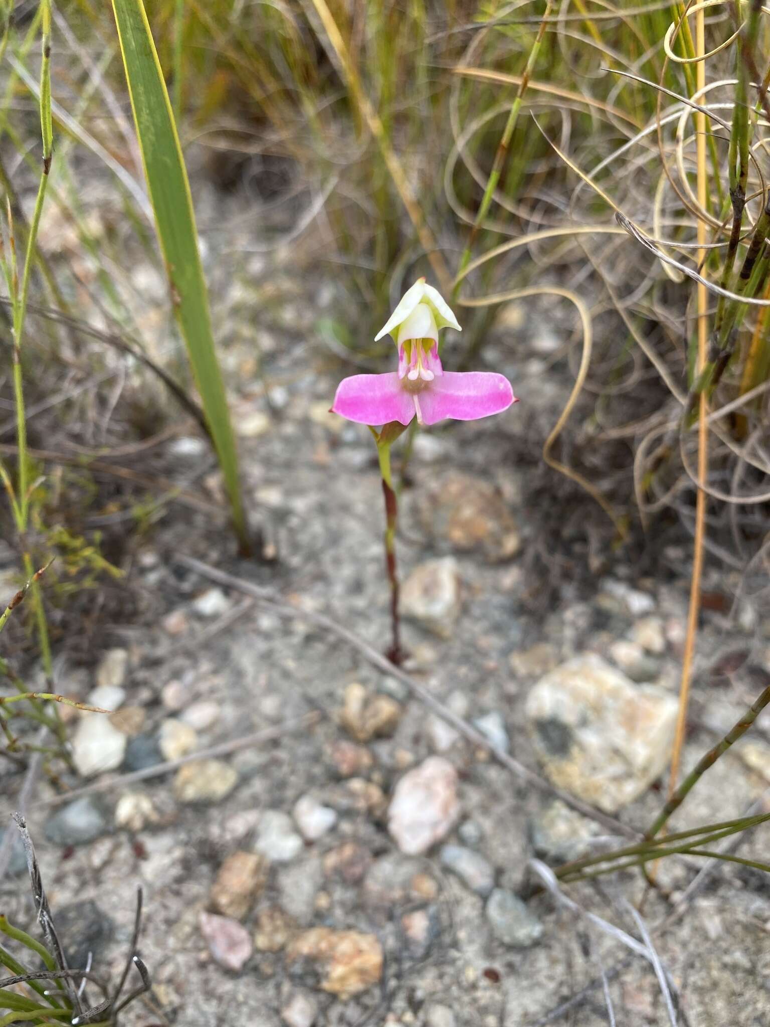 Sivun Disa filicornis (L. fil.) Thunb. kuva