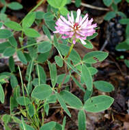 Imagem de Trifolium medium L.