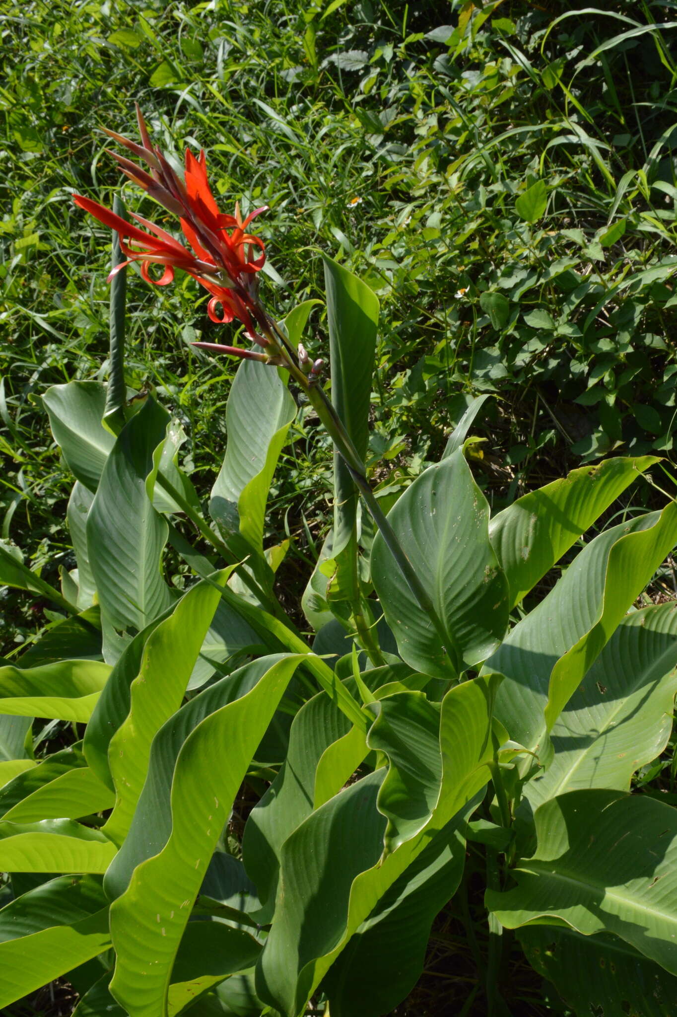 Image of Canna indica L.