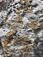 Image of orange lichen