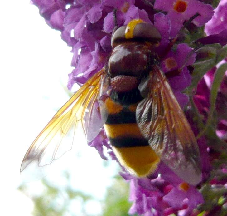 Image of hornet mimic hoverfly