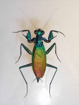 Imagem de Metallyticidae