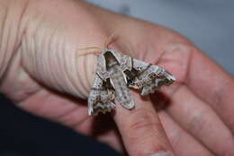 Image of One-eyed Sphinx, Eyed Hawk-moth