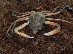 Image of Pacific lyre crab