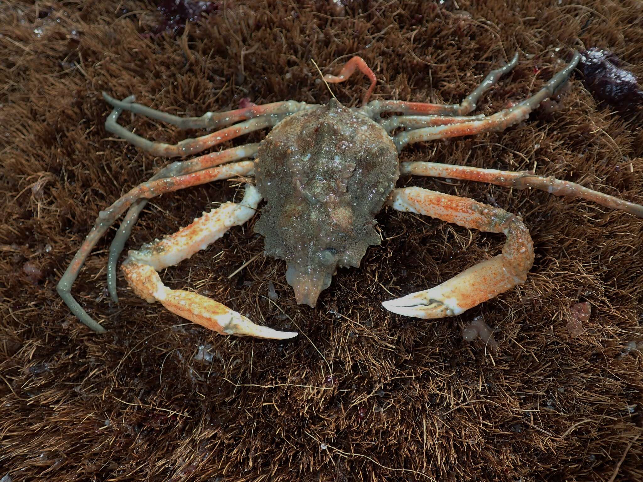 Image of Pacific lyre crab