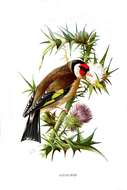 Imagem de Carduelis Brisson 1760