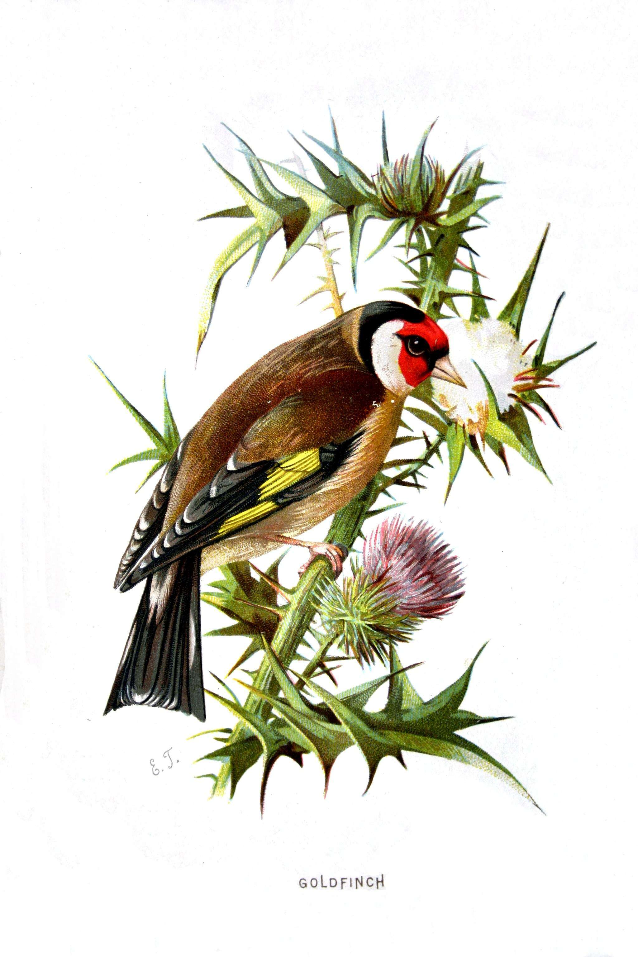 Imagem de Carduelis Brisson 1760