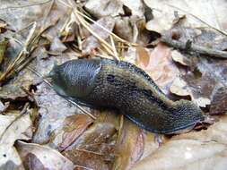 Image of ash-black slug