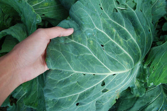 Image of white cabbage