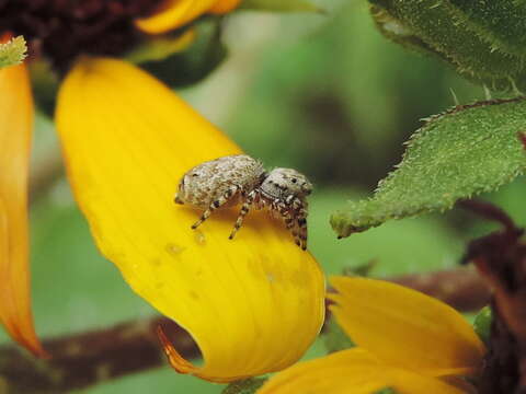 Image of Peppered Jumper